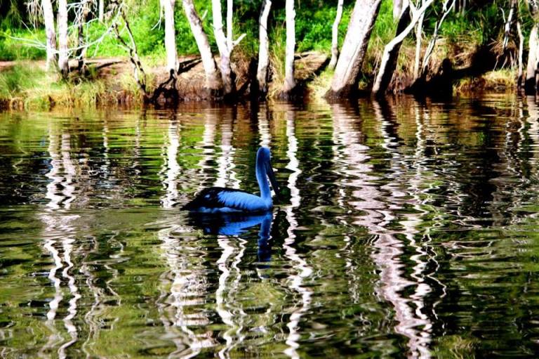 Image: © Ann Bagnall 2012-2016.