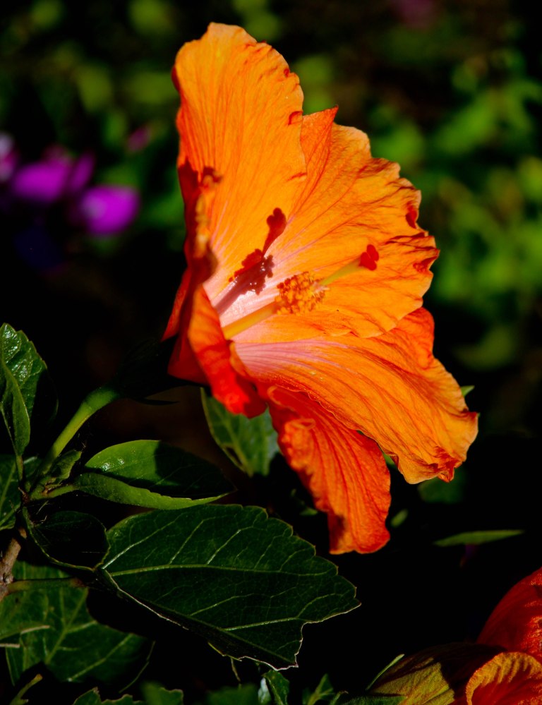 Image: © Ann Bagnall and AnnieB222Photography.com, 2012-2015.