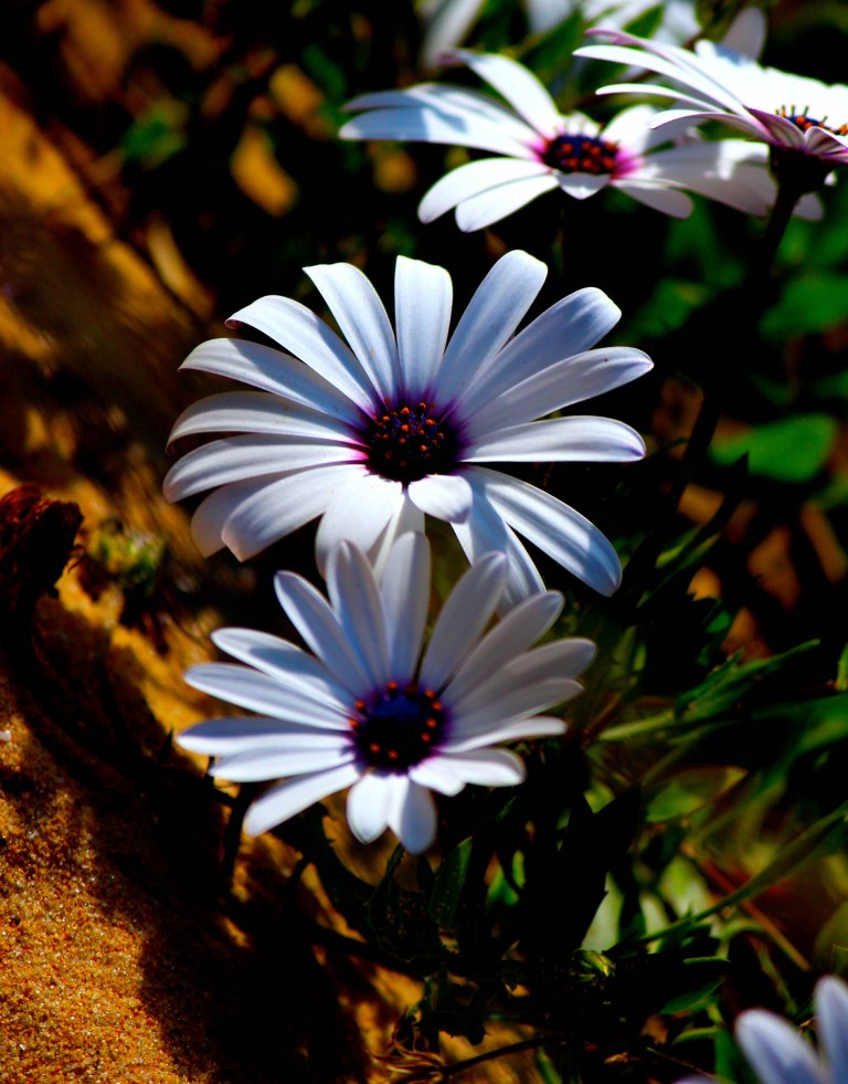 Image:  © Ann Bagnall and AnnieB222Photography.com, 2012-2015.