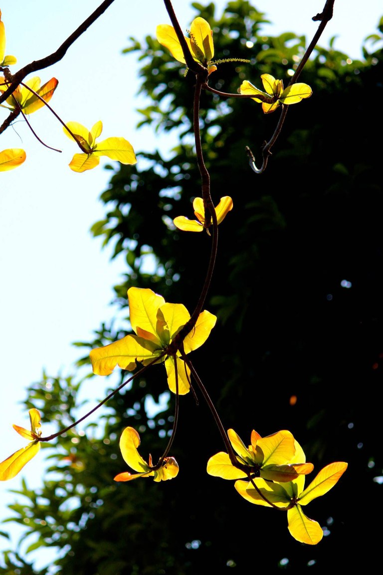 Image:  © Ann Bagnall and AnnieB222Photography.com, 2012-2015.