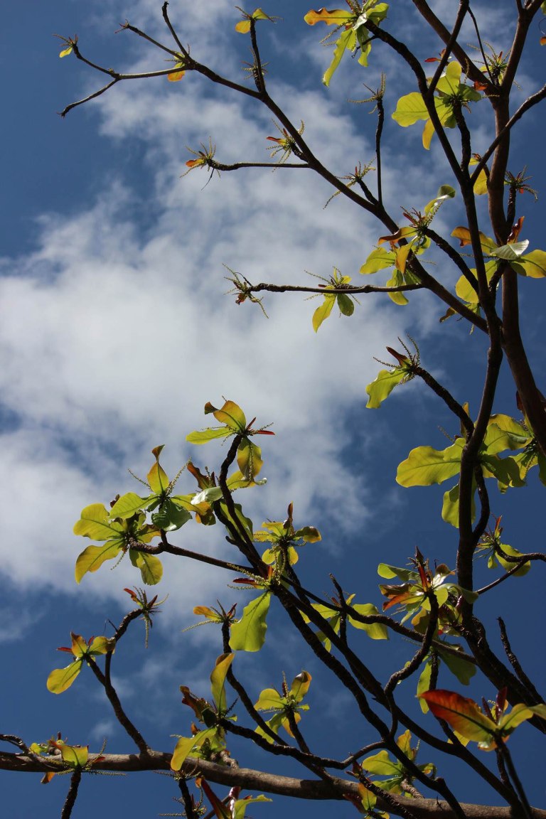 Image:  © Ann Bagnall and AnnieB222Photography.com, 2012-2015.