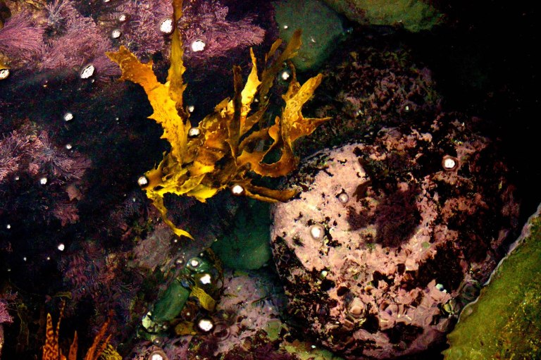 Image: © Ann Bagnall 2012-2016.