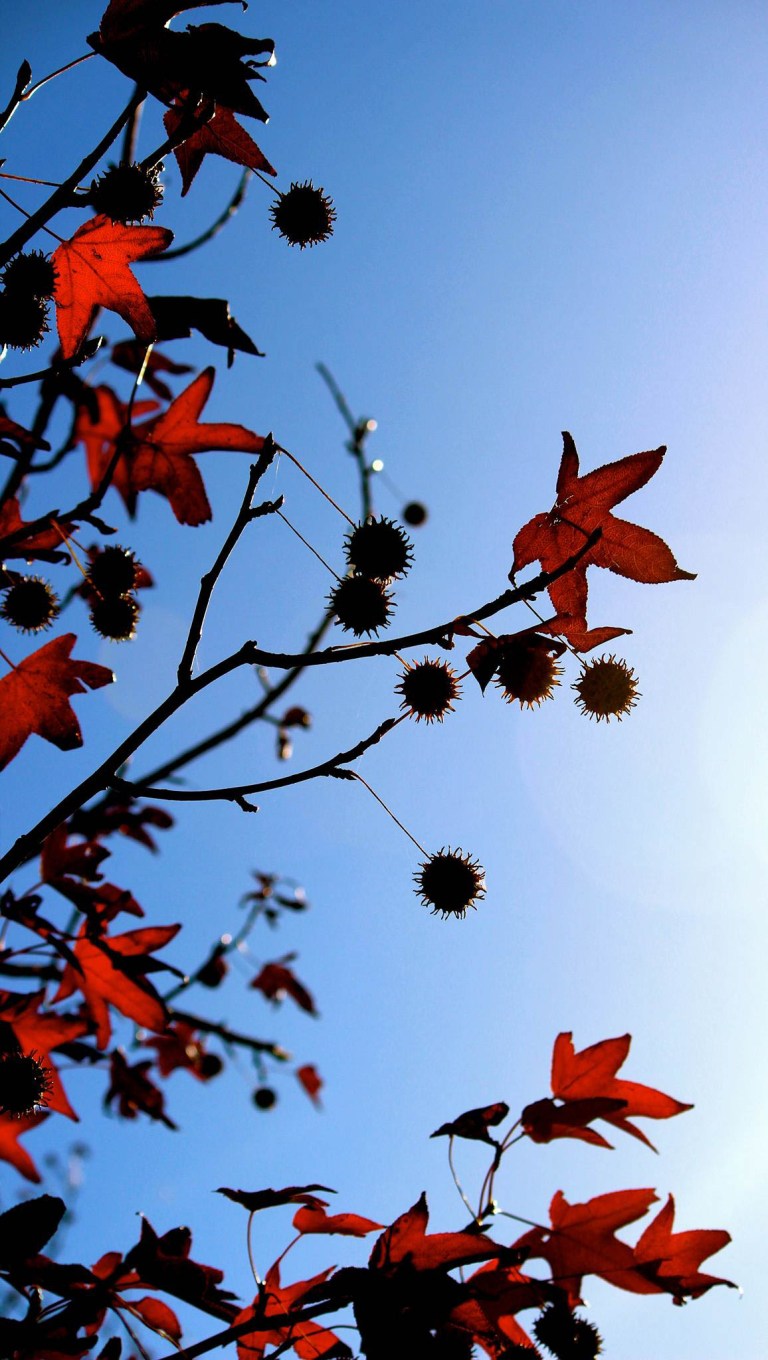 Image:  © Ann Bagnall and AnnieB222Photography.com, 2012-2015.