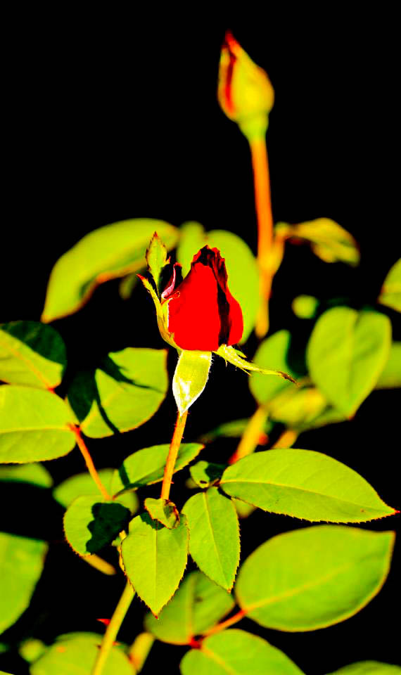 Image: © Ann Bagnall and AnnieB222Photography.com, 2012-2015.