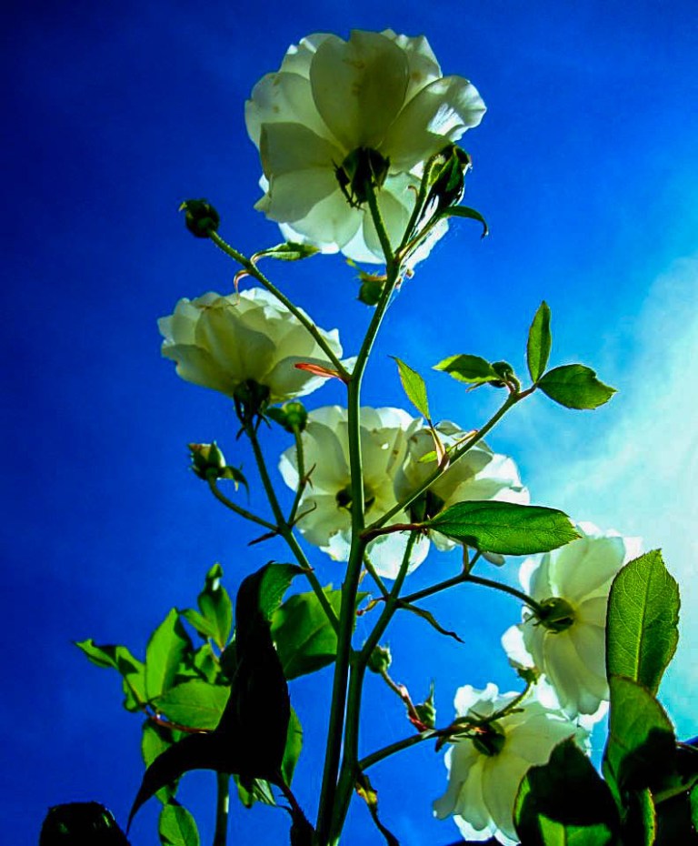 Image:  © Ann Bagnall and AnnieB222Photography.com, 2012-2015.