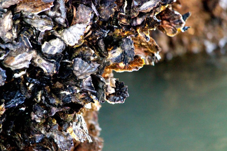 Image:  © Ann Bagnall and AnnieB222Photography.com, 2012-2015.