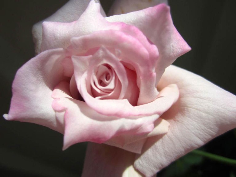 Image:  © Ann Bagnall and AnnieB222Photography.com, 2012-2015.