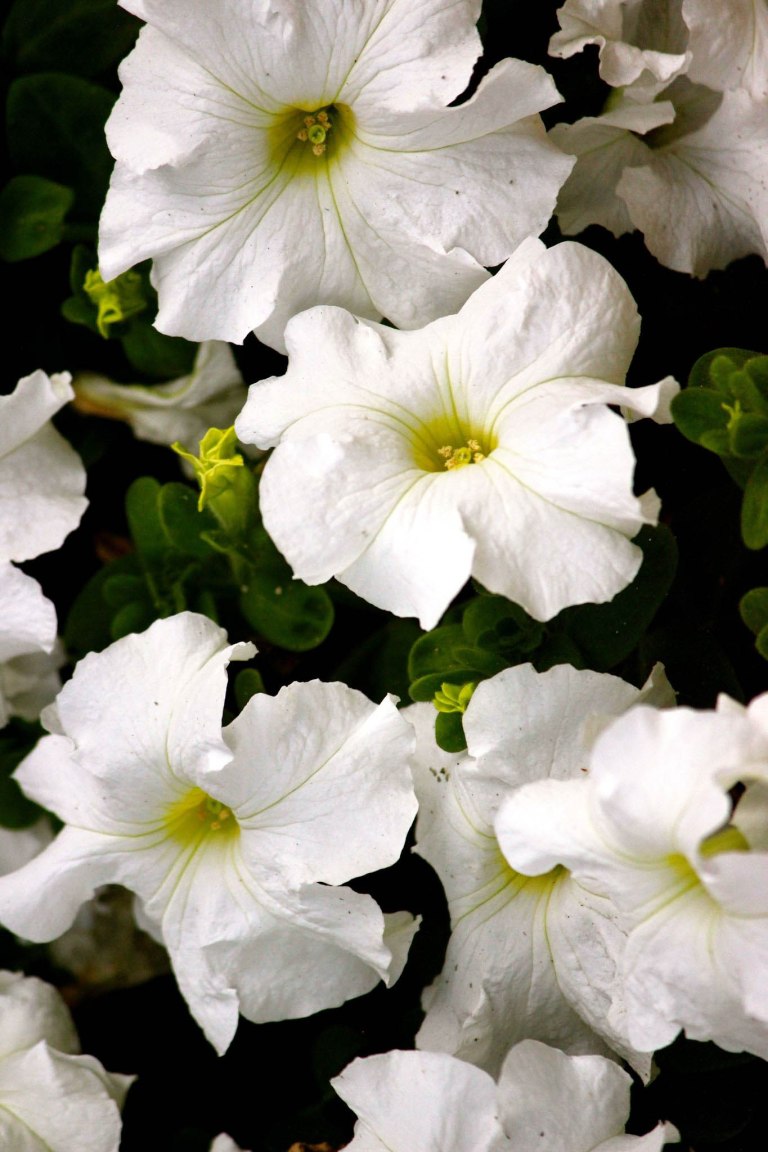 Image: © Ann Bagnall and AnnieB222Photography.com, 2012-2015.