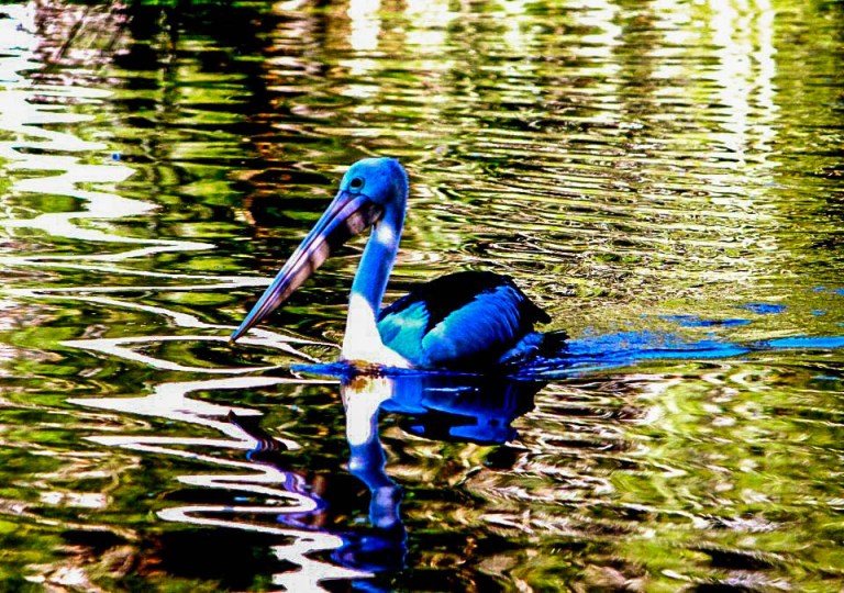 Image:  © Ann Bagnall and AnnieB222Photography.com, 2012-2015.