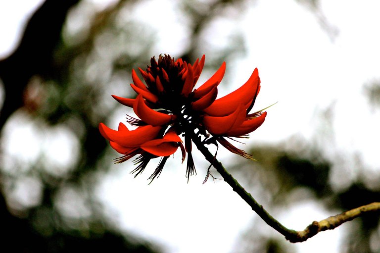 Image:  © Ann Bagnall and AnnieB222Photography.com, 2012-2015.