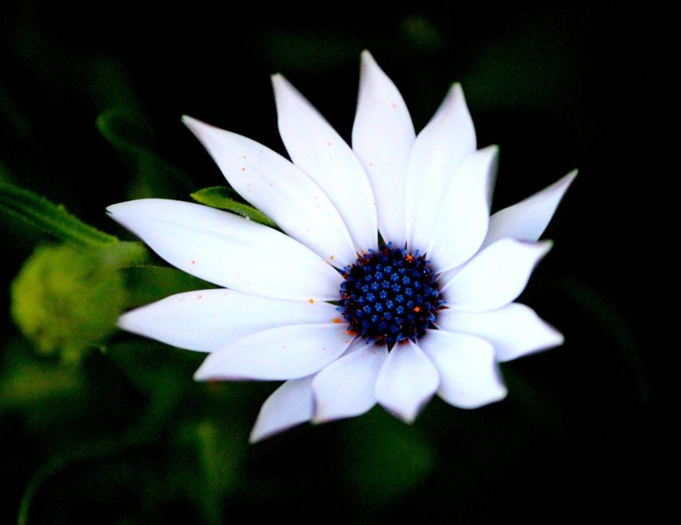 Image:  © Ann Bagnall and AnnieB222Photography.com, 2012-2015.