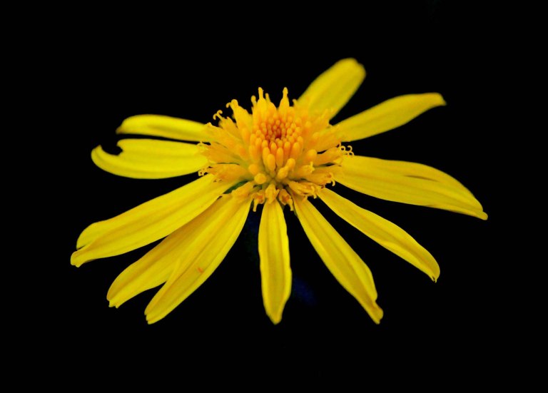 Image:  © Ann Bagnall and AnnieB222Photography.com, 2012-2015.