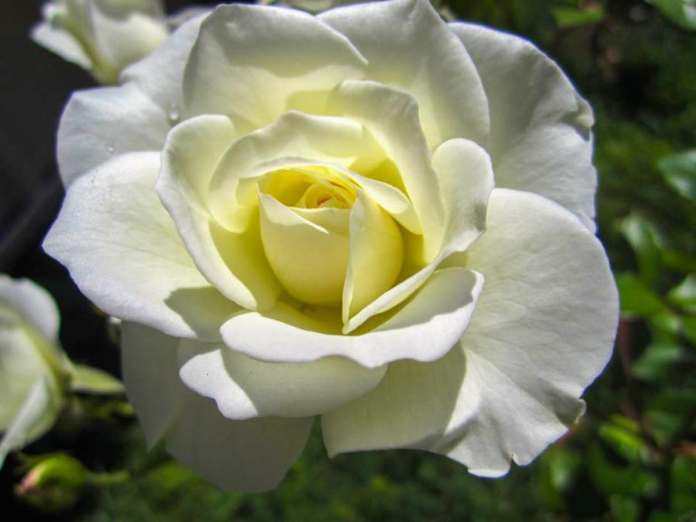 Image: © Ann Bagnall and AnnieB222Photography.com, 2012-2015.