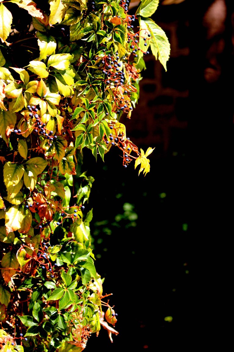 Image: © Ann Bagnall and AnnieB222Photography.com, 2012-2015.