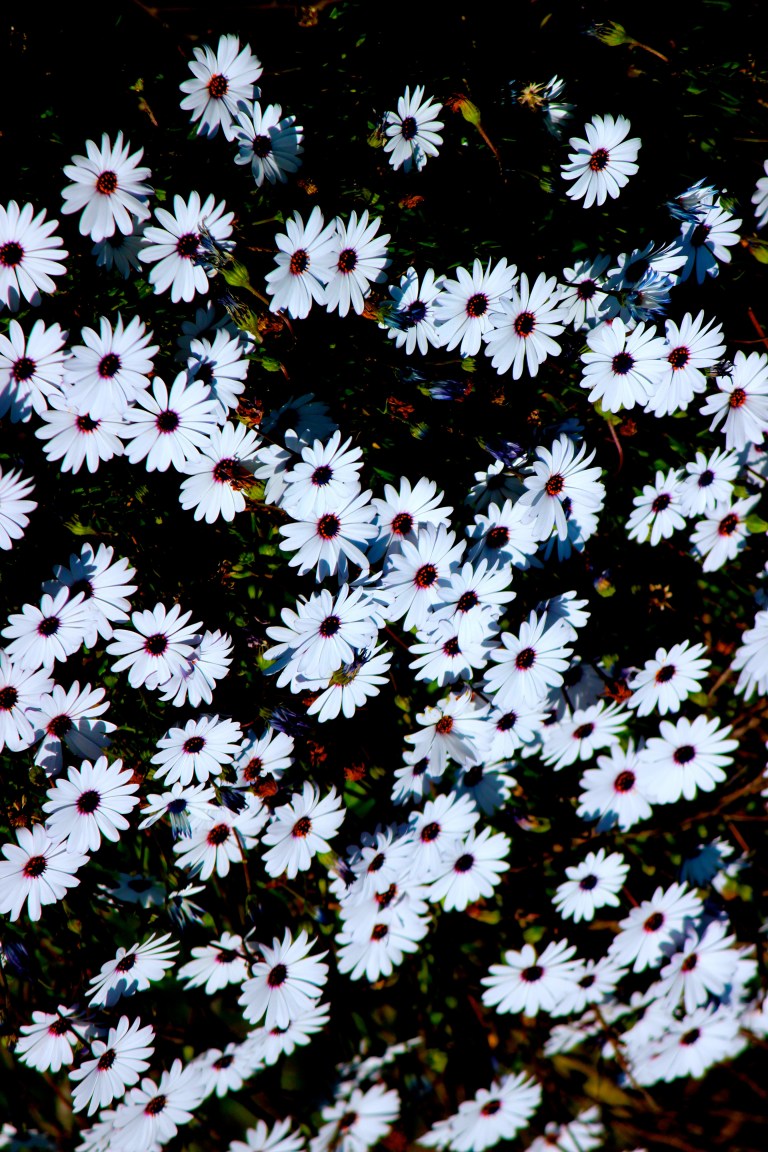 Image: © Ann Bagnall and AnnieB222Photography.com, 2012-2015.