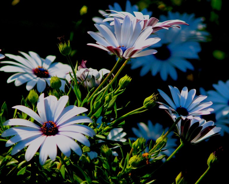 Image: © Ann Bagnall and AnnieB222Photography.com, 2012-2015.