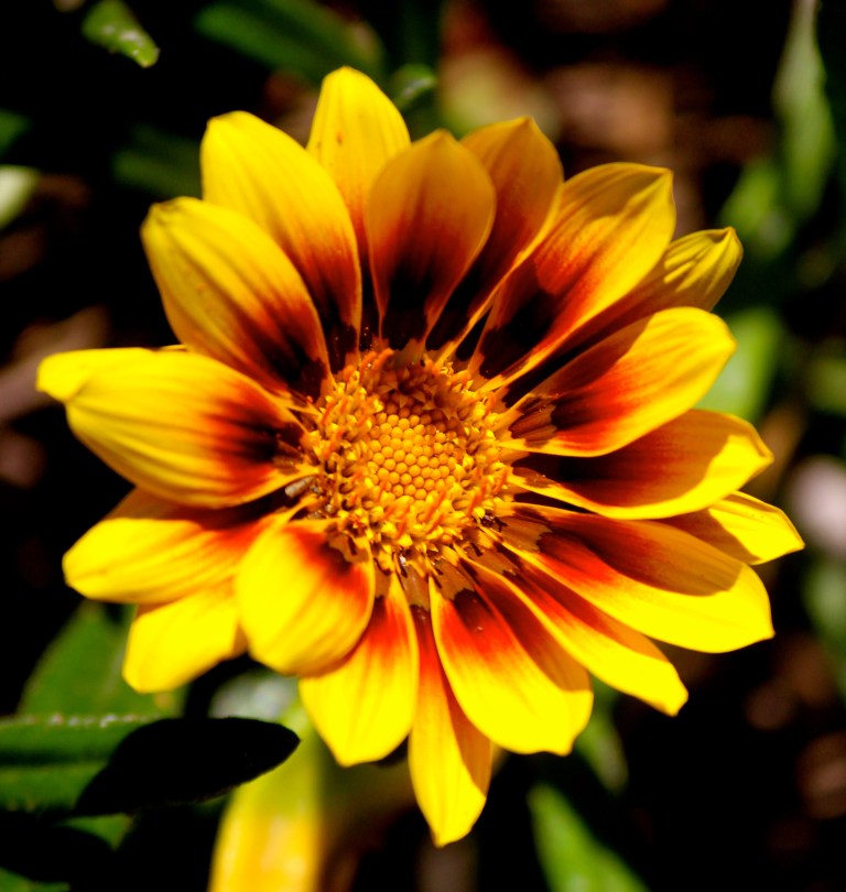 Image: © Ann Bagnall and AnnieB222Photography.com, 2012-2015.