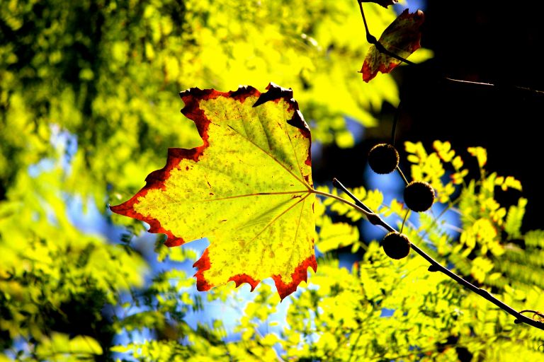 Image: © Ann Bagnall and AnnieB222Photography.com, 2012-2015.