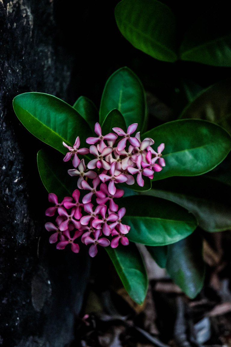 Image: © Ann Bagnall 2012-2016.