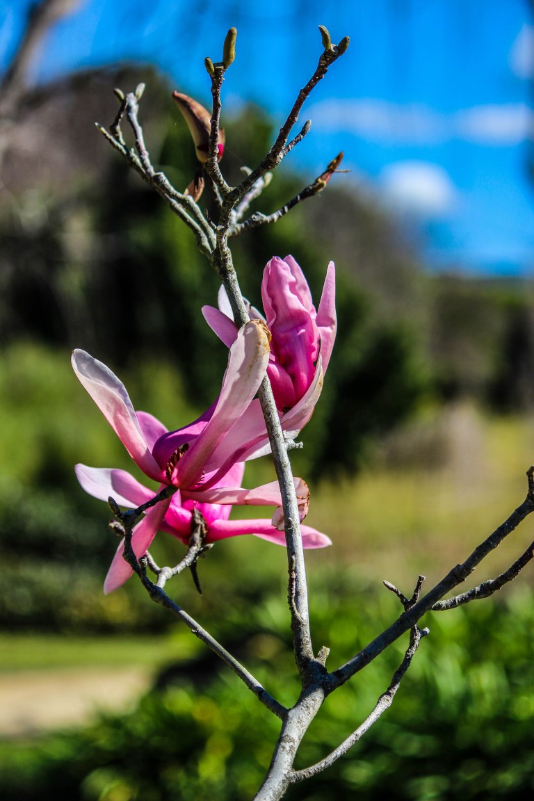 Image: © Ann Bagnall 2012-2016.