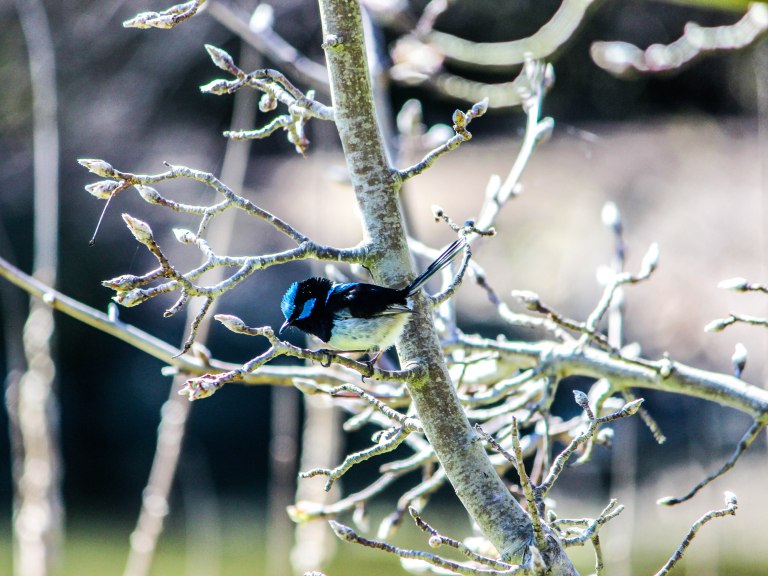 Image: © Ann Bagnall 2012-2016.