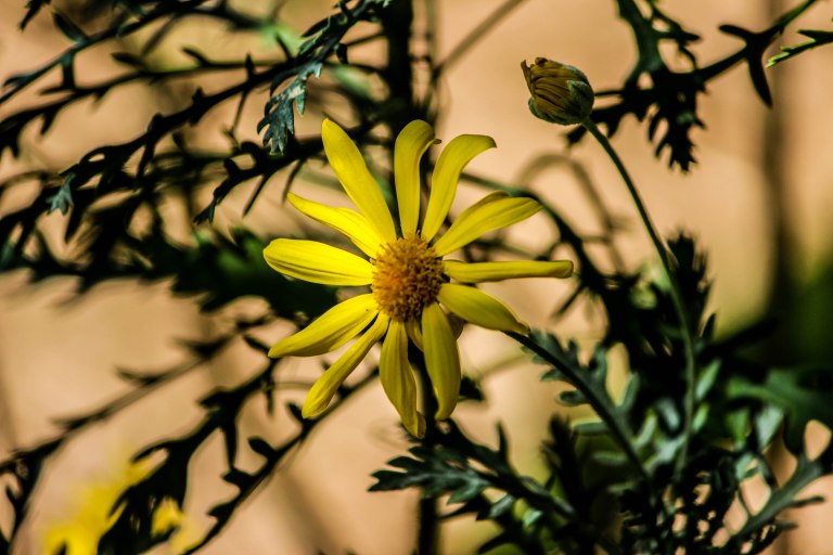 Image: © Ann Bagnall 2012-2016.