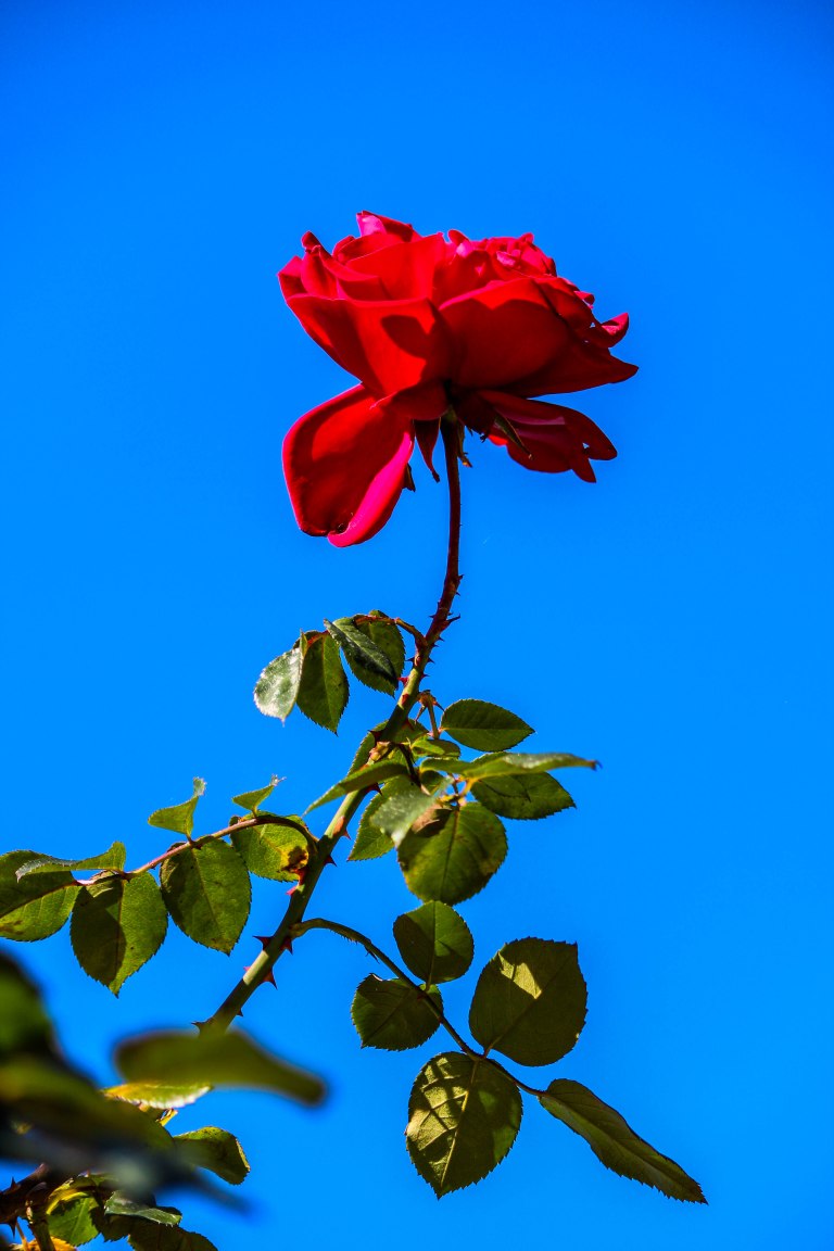 Image: © Ann Bagnall 2012-2016.