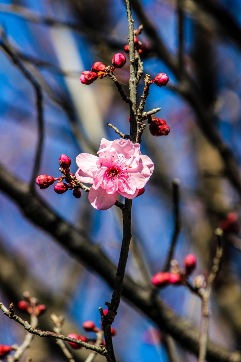 Image: © Ann Bagnall 2012-2016.