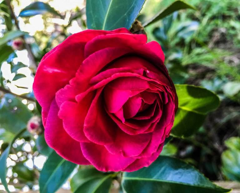 Image: © Ann Bagnall 2012-2016.