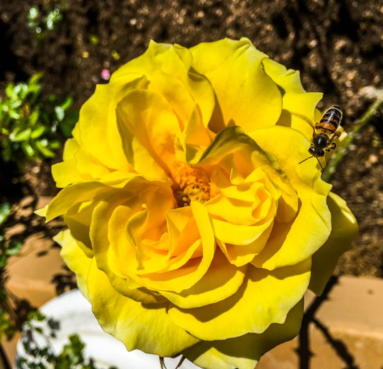 Image: © Ann Bagnall 2012-2016.