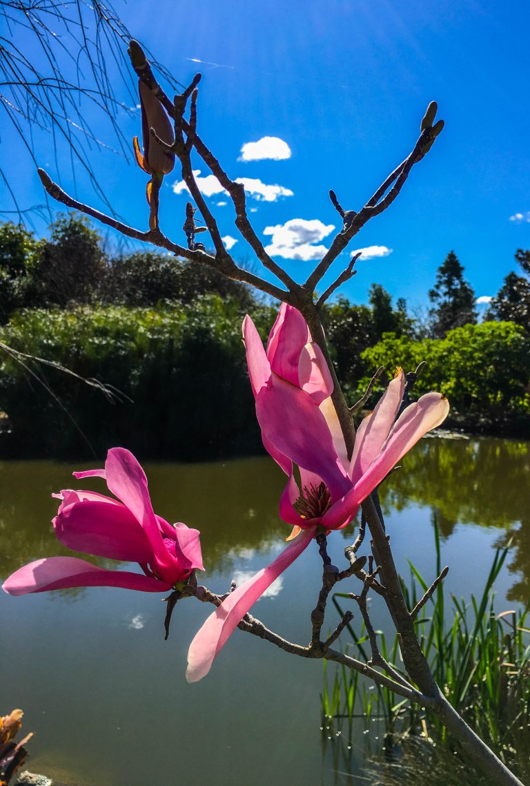 Image: © Ann Bagnall 2012-2016.