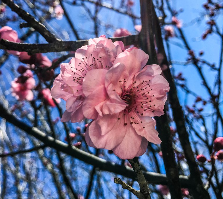 Image: © Ann Bagnall 2012-2016.