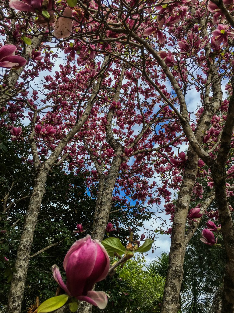 Image: © Ann Bagnall 2012-2016.