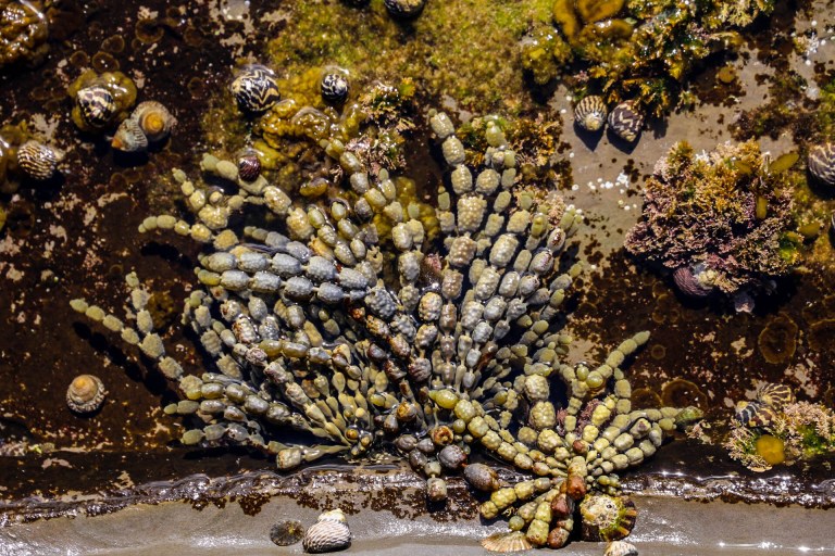 Image: © Ann Bagnall 2012-2016.